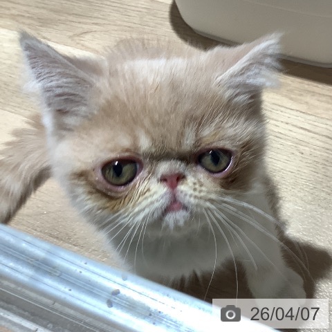 大阪府のエキゾチック (ペットプラス 鶴見店/2026年1月9日生まれ/男の子/クリームタビーホワイト)の子猫の3枚目の画像