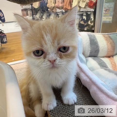 エキゾチックの写真