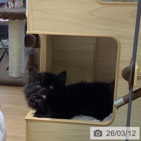 大阪府のブリティッシュロングヘアー (ペットプラス りんくう泉南店/2026年1月6日生まれ/男の子/ブラック)の子猫の4枚目の画像