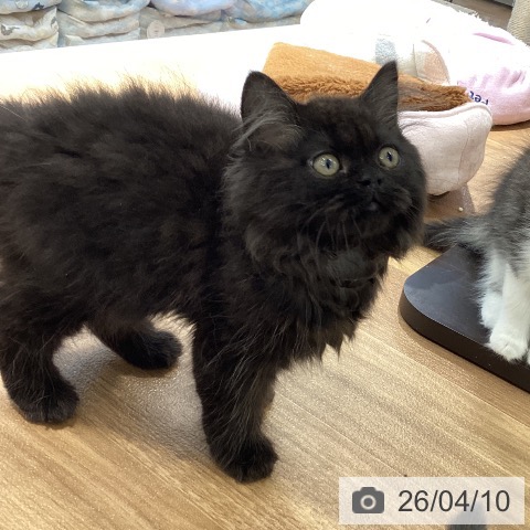 大阪府のブリティッシュロングヘアー (ペットプラス りんくう泉南店/2026年1月6日生まれ/男の子/ブラック)の子猫の4枚目の画像