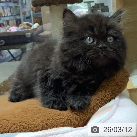 大阪府のブリティッシュロングヘアー (ペットプラス りんくう泉南店/2026年1月6日生まれ/男の子/ブラック)の子猫の3枚目の画像