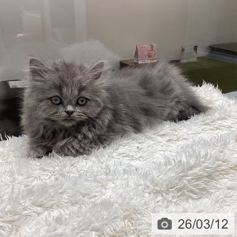 ブリティッシュロングヘアの写真