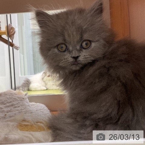 ブリティッシュロングヘアの写真