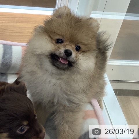 ポメラニアンの写真