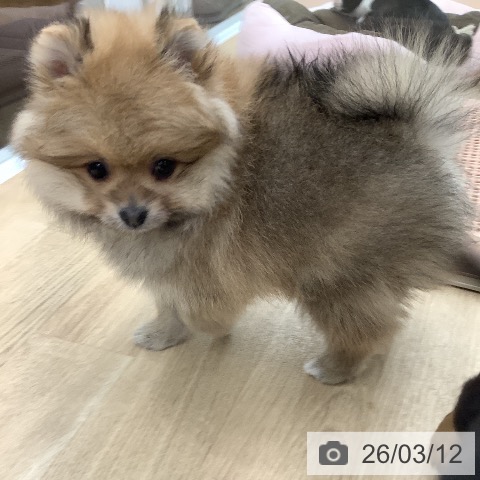 大阪府のポメラニアン (ペットプラス りんくう泉南店/2026年1月1日生まれ/男の子/オレンジ)の子犬の4枚目の画像