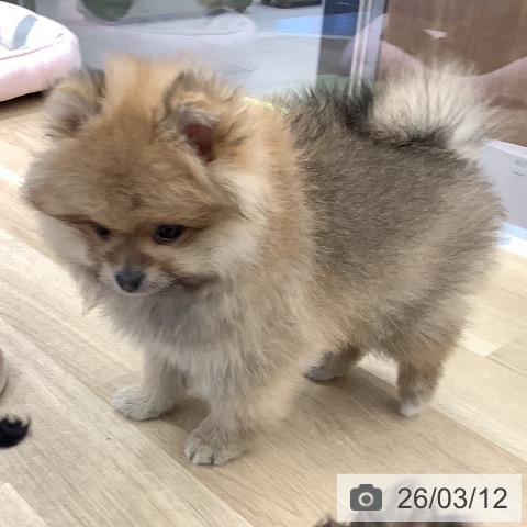 大阪府のポメラニアン (ペットプラス りんくう泉南店/2026年1月1日生まれ/男の子/オレンジ)の子犬の3枚目の画像