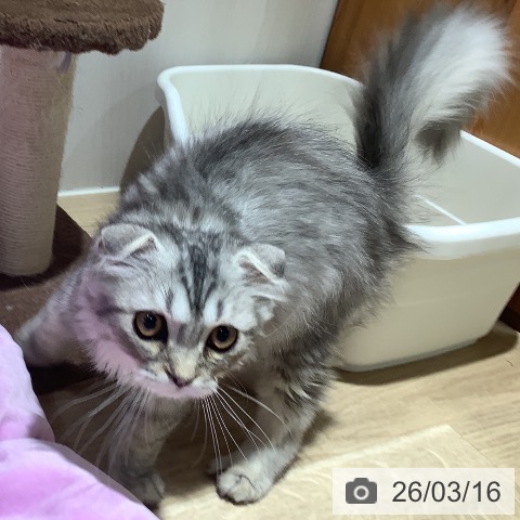 大阪府のスコティッシュフォールド (ペットプラス 鶴見店/2026年1月1日生まれ/男の子/シルバーマッカレルタビー)の子猫の4枚目の画像