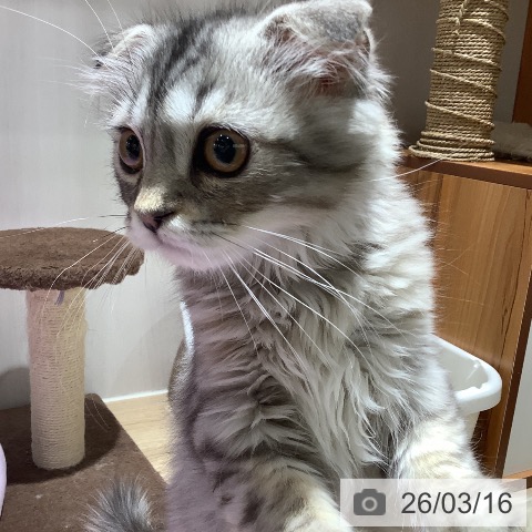 大阪府のスコティッシュフォールド (ペットプラス 鶴見店/2026年1月1日生まれ/男の子/シルバーマッカレルタビー)の子猫の3枚目の画像