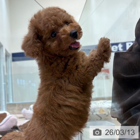 トイ・プードルの写真