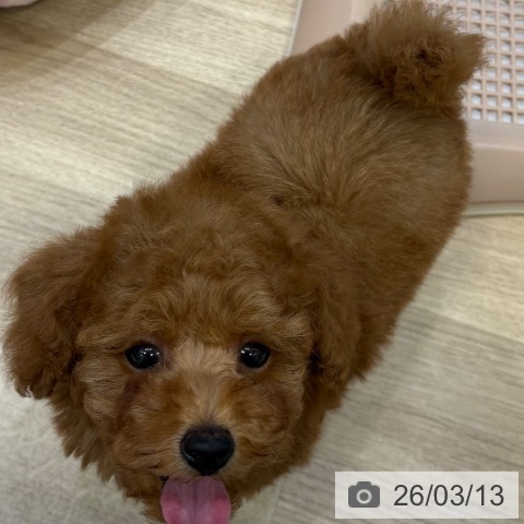 トイ・プードルの写真