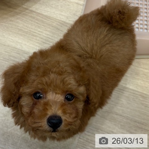 トイ・プードルの写真