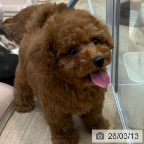 トイ・プードルの写真