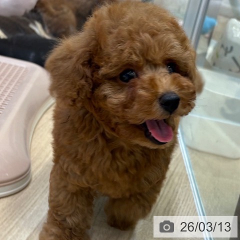 トイ・プードルの写真