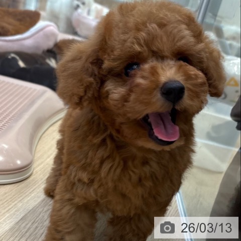 トイ・プードルの写真