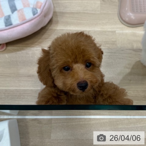 大阪府のトイプードル(トイ) (ペットプラス 堺北花田店/2026年1月4日生まれ/男の子/レッドフォーン)の子犬の4枚目の画像