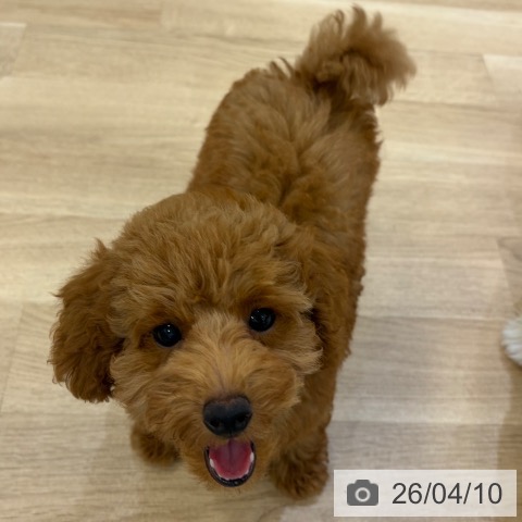 大阪府のトイプードル(トイ) (ペットプラス 堺北花田店/2026年1月4日生まれ/男の子/レッドフォーン)の子犬の4枚目の画像