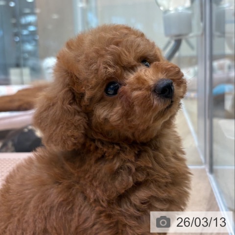 トイ・プードルの写真