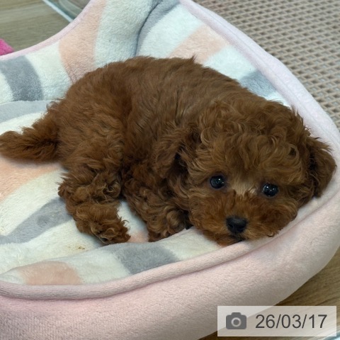 京都府のトイプードル(トイ) (ペットプラス イオンモールKYOTO店/2026年1月12日生まれ/女の子/レッドフォーン)の子犬の4枚目の画像