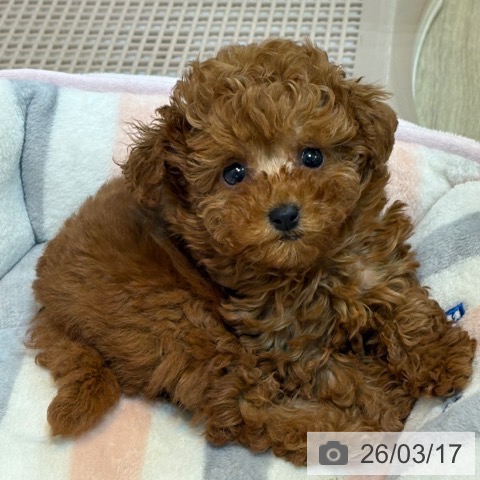 京都府のトイプードル(トイ) (ペットプラス イオンモールKYOTO店/2026年1月12日生まれ/女の子/レッドフォーン)の子犬の3枚目の画像