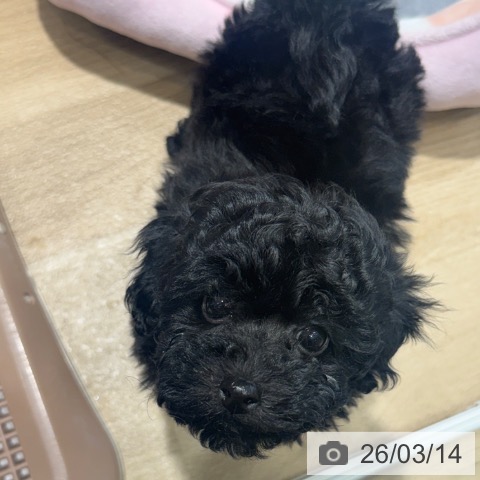 トイ・プードルの写真