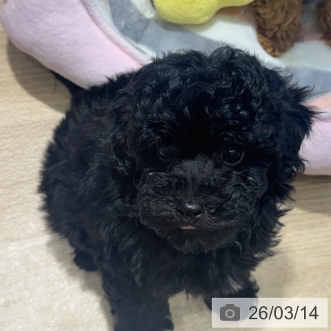 トイ・プードルの写真