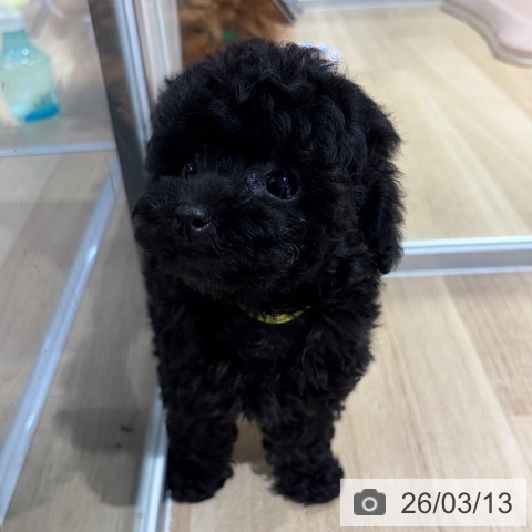 トイ・プードルの写真