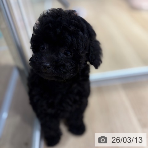 トイ・プードルの写真