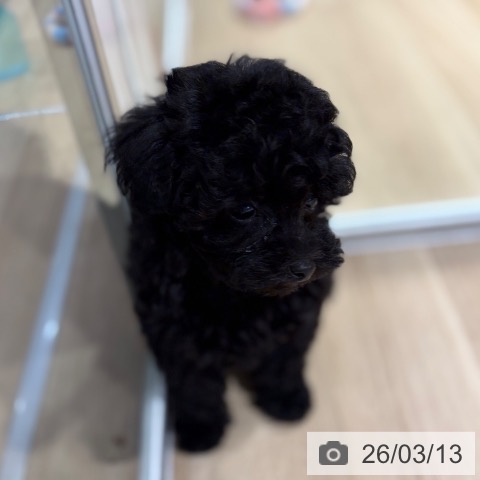 トイ・プードルの写真