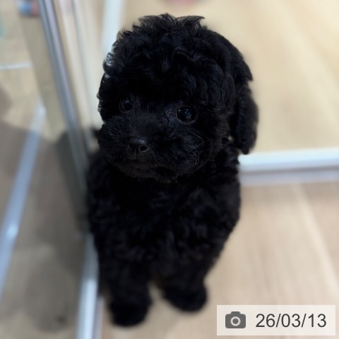 トイ・プードルの写真