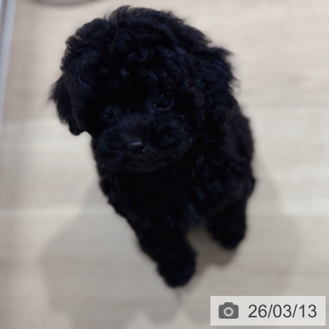 トイ・プードルの写真