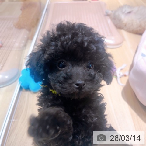 トイ・プードルの写真