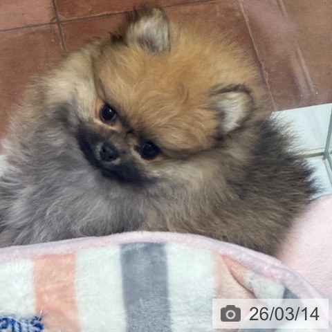 大阪府のポメラニアン (ペットプラス 四條畷店/2026年1月10日生まれ/男の子/オレンジ)の子犬の3枚目の画像