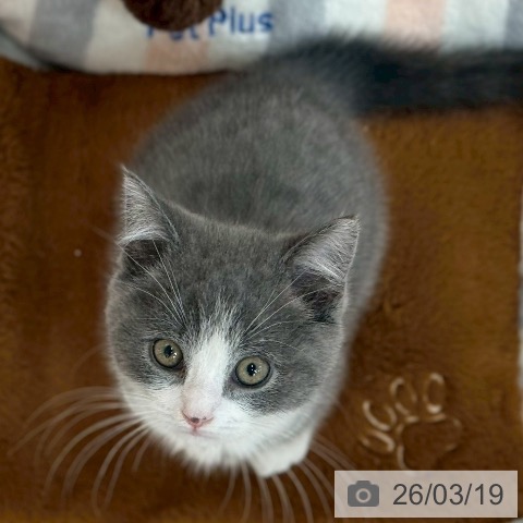 京都府のブリティッシュショートヘアー (ペットプラス 久御山店/2026年1月1日生まれ/男の子/ブルーホワイト)の子猫の4枚目の画像