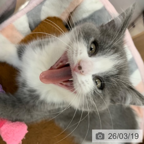 京都府のブリティッシュショートヘアー (ペットプラス 久御山店/2026年1月1日生まれ/男の子/ブルーホワイト)の子猫の3枚目の画像