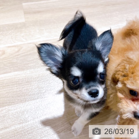 大阪府のチワワ(ロング) (ペットプラス イオン大日店/2026年1月10日生まれ/女の子/ブラックタン)の子犬の4枚目の画像