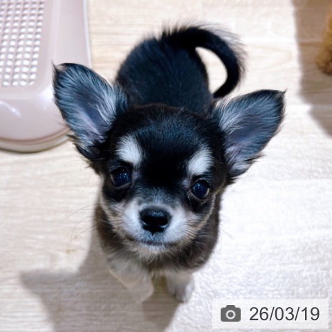 大阪府のチワワ(ロング) (ペットプラス イオン大日店/2026年1月10日生まれ/女の子/ブラックタン)の子犬の3枚目の画像
