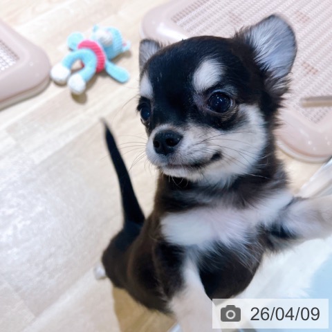 大阪府のチワワ(ロング) (ペットプラス イオン大日店/2026年1月10日生まれ/女の子/ブラックタン)の子犬の3枚目の画像