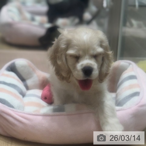 アメリカン・コッカー・スパニエルの写真