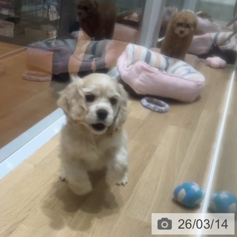 アメリカン・コッカー・スパニエルの写真