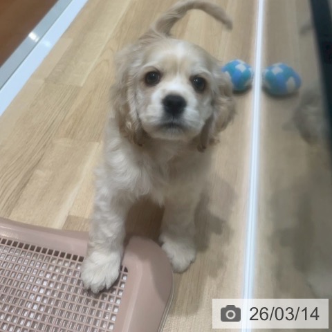 アメリカン・コッカー・スパニエルの写真