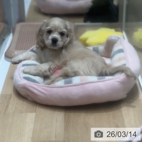 アメリカン・コッカー・スパニエルの写真