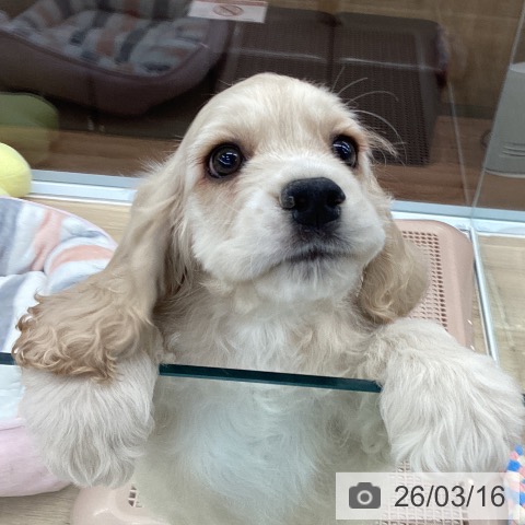 大阪府のアメリカンコッカースパニエル (ペットプラス りんくう泉南店/2026年1月10日生まれ/男の子/バフ)の子犬の4枚目の画像