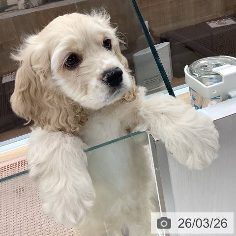 大阪府のアメリカンコッカースパニエル (ペットプラス りんくう泉南店/2026年1月10日生まれ/男の子/バフ)の子犬の3枚目の画像