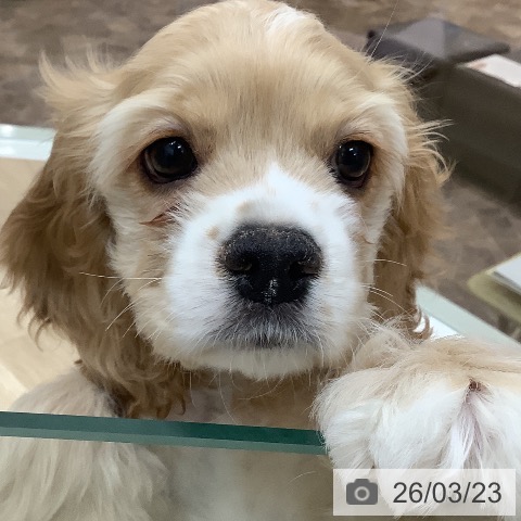 大阪府のアメリカンコッカースパニエル (ペットプラス 鶴見店/2026年1月10日生まれ/女の子/バフ)の子犬の3枚目の画像