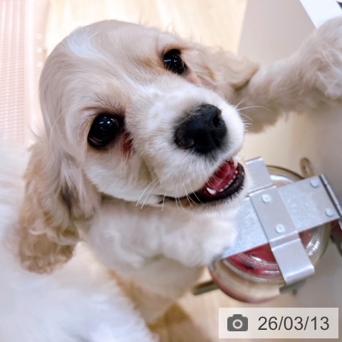 アメリカン・コッカー・スパニエルの写真