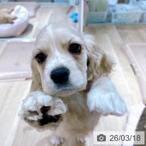 大阪府のアメリカンコッカースパニエル (ペットプラス イオン大日店/2026年1月10日生まれ/女の子/バフ)の子犬の4枚目の画像