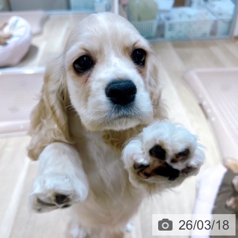 大阪府のアメリカンコッカースパニエル (ペットプラス イオン大日店/2026年1月10日生まれ/女の子/バフ)の子犬の3枚目の画像