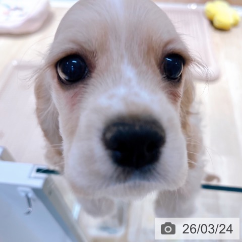 大阪府のアメリカンコッカースパニエル (ペットプラス イオン大日店/2026年1月10日生まれ/女の子/バフ)の子犬の3枚目の画像