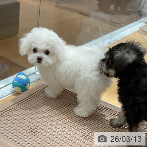 ビション・フリーゼの写真