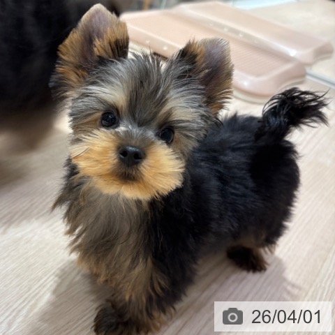 ヨークシャー・テリアの写真